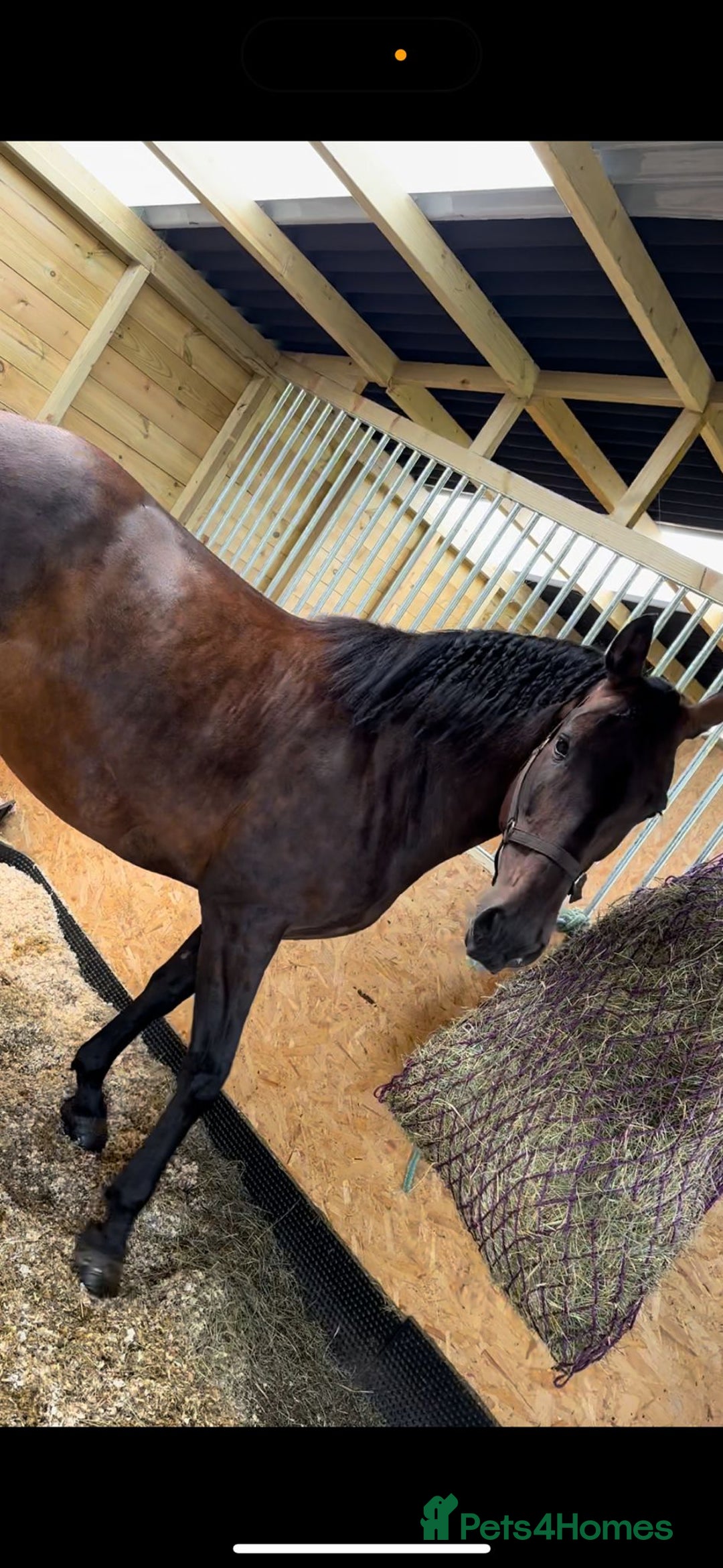 Andalusian horses for sale: FOR SALE: Stunning 10-Year-Old Andalusian PRE Mare - Image 2