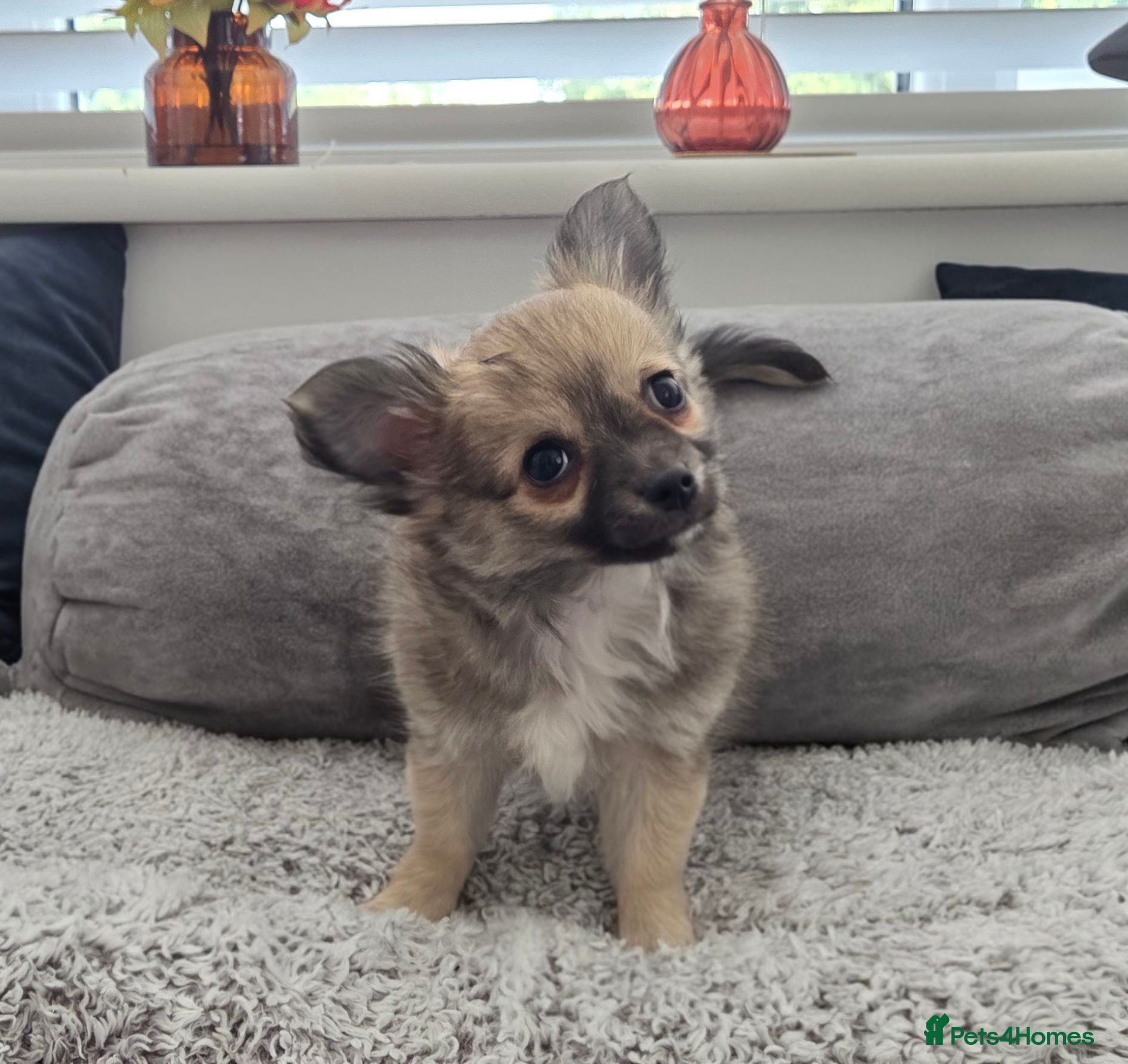 Chihuahua dogs Longhaired Chihuahua Boy - Rare Wolf Sable coat - Advert 12