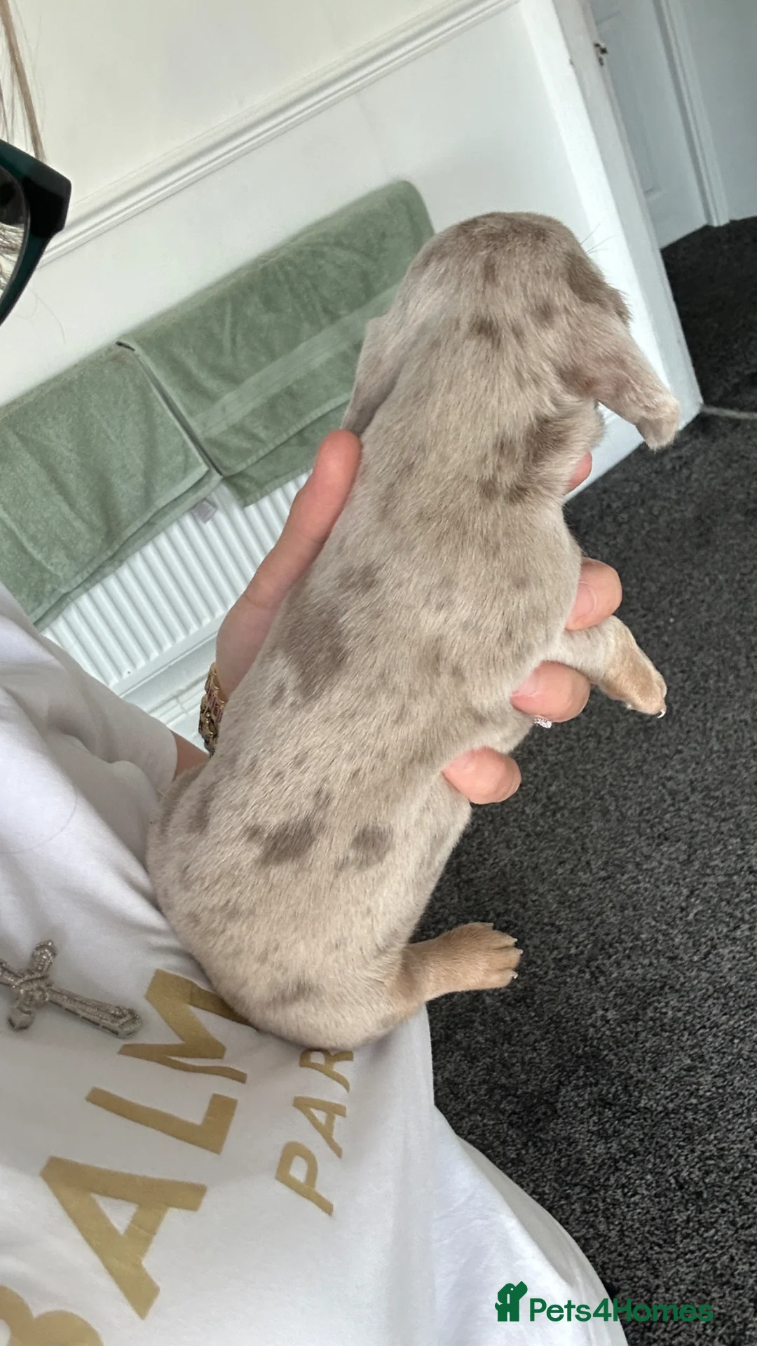 Miniature Dachshund dogs for sale: Miniature Dachshund puppies  - Advert 14