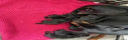 Dobermann dogs for sale: 9 Doberman’s  in Newport - Advert 7