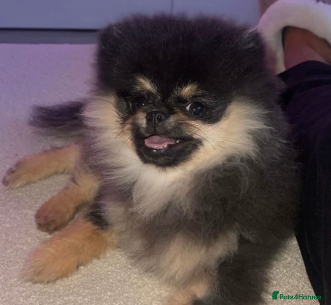 Pomeranian dogs for stud: 🌈😍 BEST QUALITY TEDDY FACED POM STUD 🧸🐶🤎  - Advert 11