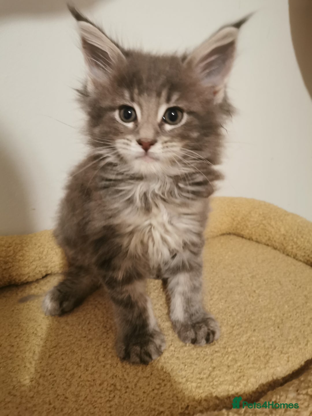 Maine Coon cats for sale: Full pedigree Maine Coon kittens for sale  - Advert 20