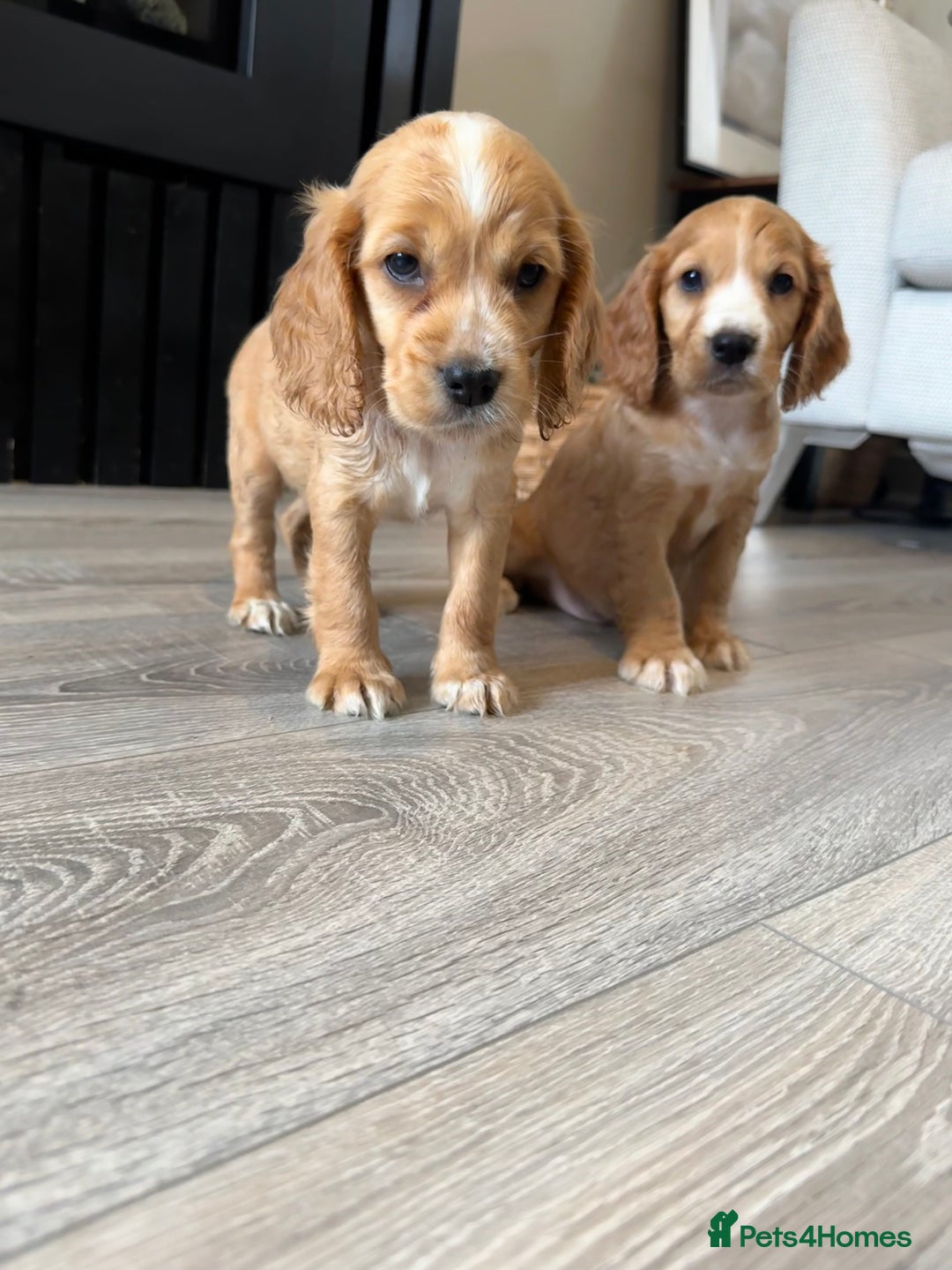 Cocker Spaniel dogs for sale: Stunning Litter of KC Reg Cocker Spaniel Puppies - Image 18