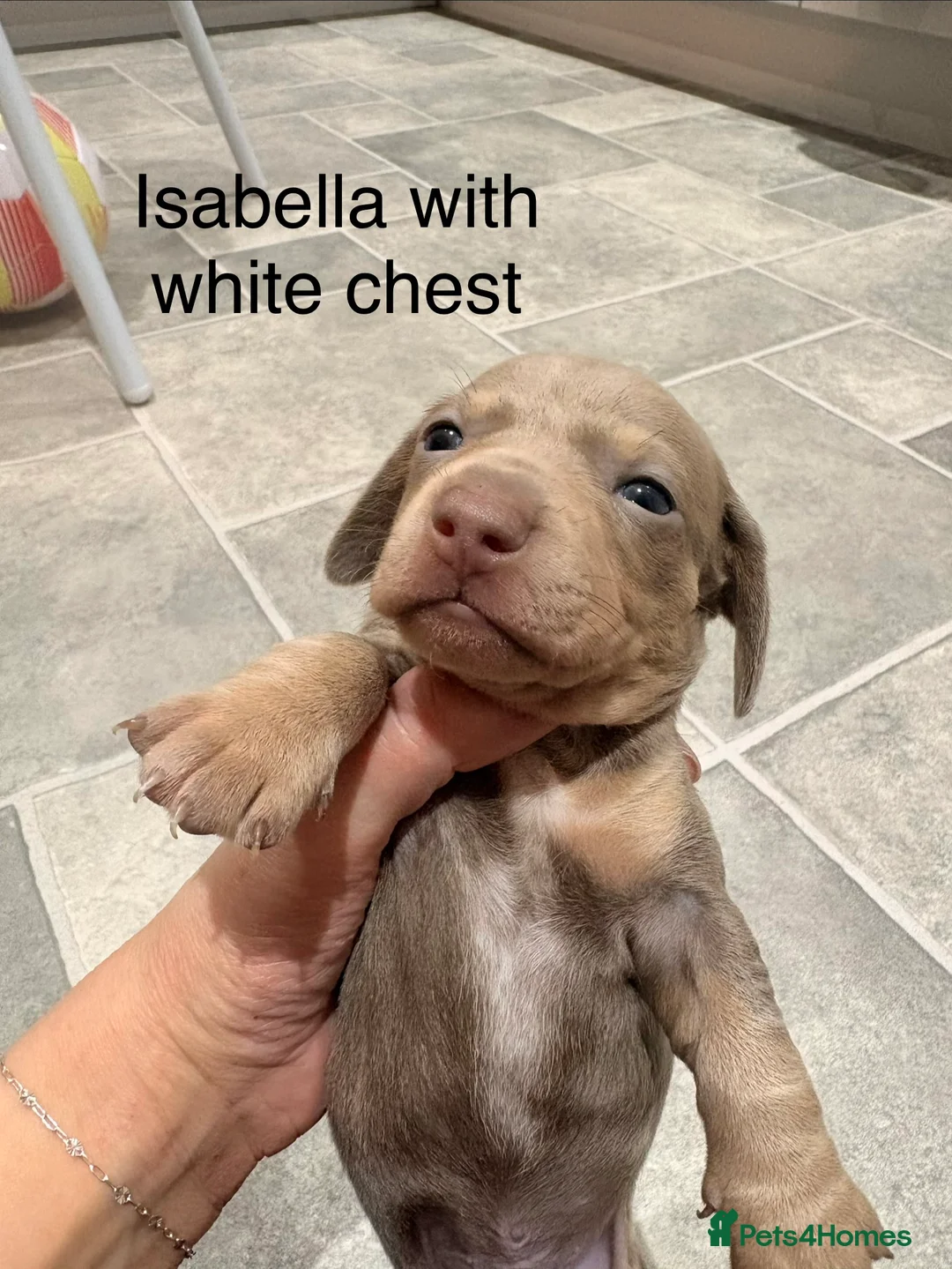 Miniature Dachshund dogs for sale: Stunning litter of Isabella miniature daschunds - Advert 3