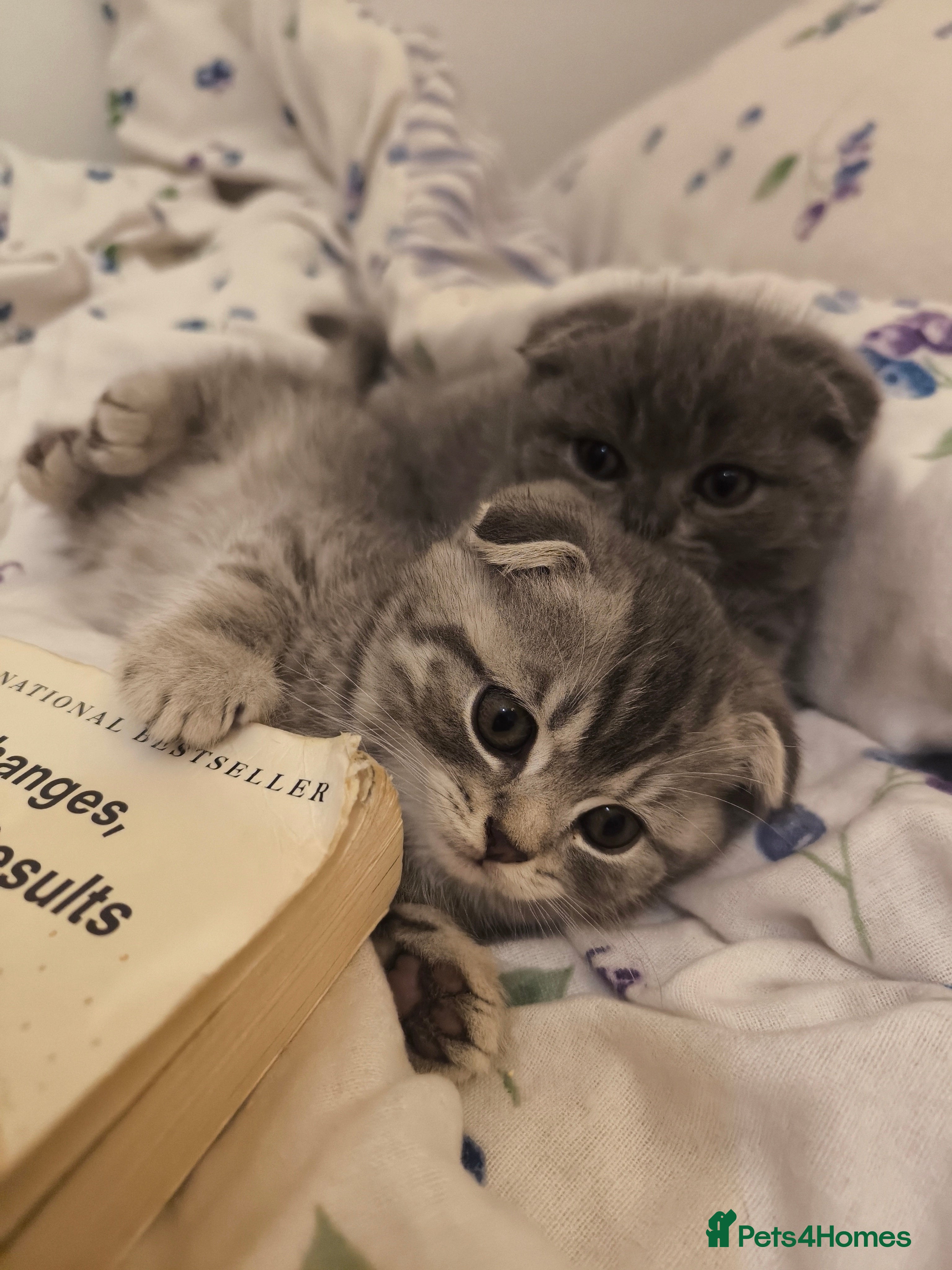 Scottish Fold cats 2LEFT !! Fluffy Top-Quality Scottish Fold Kittens  - Advert 16