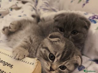 Scottish Fold cats 2LEFT !! Fluffy Top-Quality Scottish Fold Kittens - Advert 8