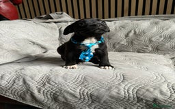 Staffordshire Bull Terrier dogs for sale: READY NOW KC STAFFORDSHIRE BULL TERRIER - Image 16