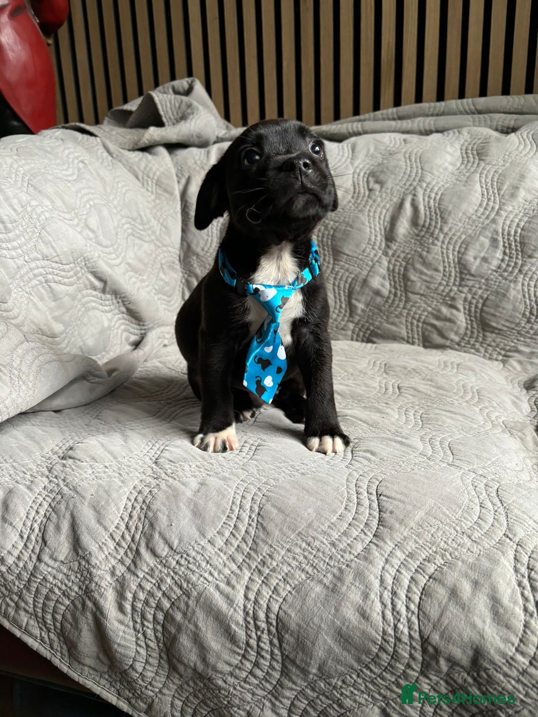 Staffordshire Bull Terrier dogs for sale: READY NOW KC STAFFORDSHIRE BULL TERRIER - Image 16