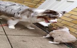 Australian Shepherd dogs for sale: Australian Shepherd puppies looking for new home in Peterborough - Image 8