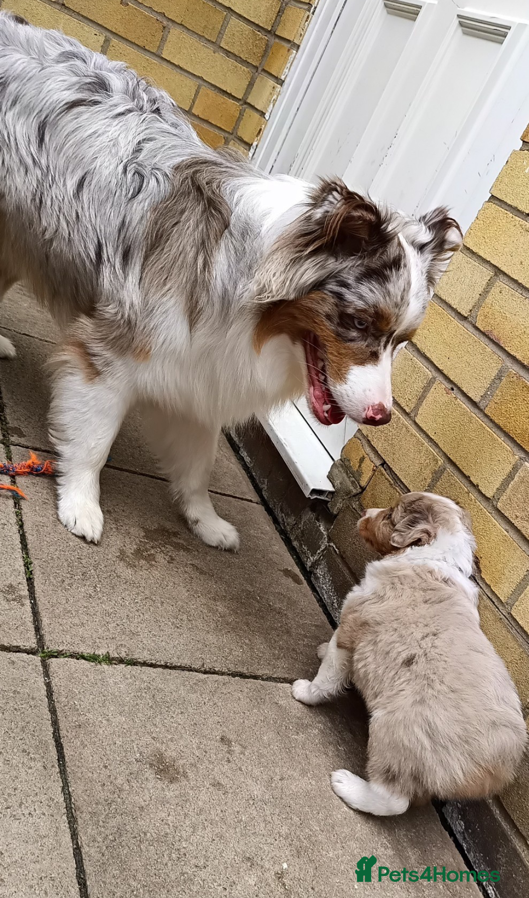 Australian Shepherd dogs for sale: Australian Shepherd puppies looking for new home in Peterborough - Image 8