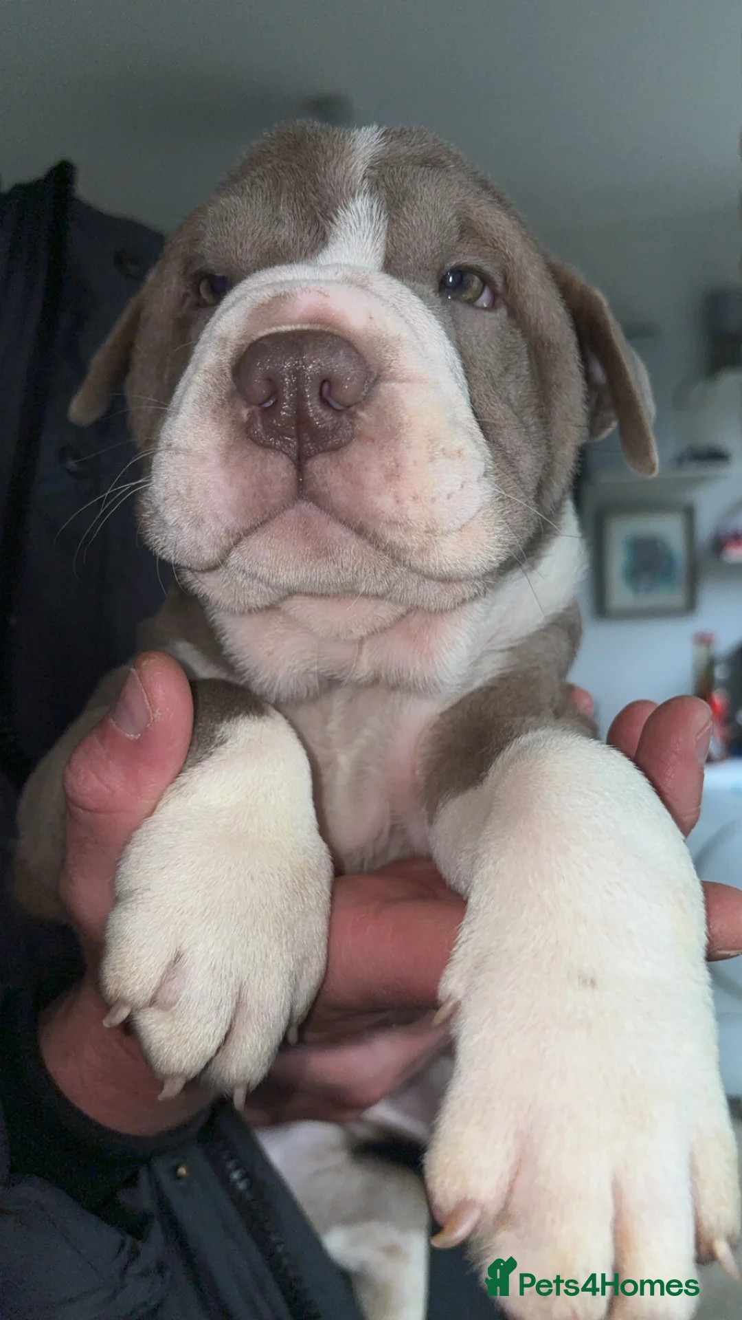 Mixed Breed dogs for sale: Bull pei pups💗 - Advert 9