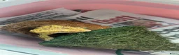 Gecko reptiles for sale: Dalmation Crested gecko in Hassocks - Advert 4