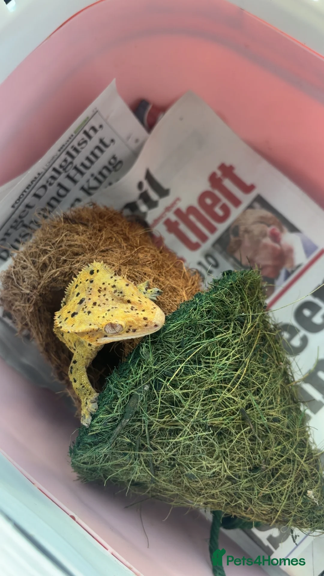 Gecko reptiles for sale: Dalmation Crested gecko in Hassocks - Advert 4