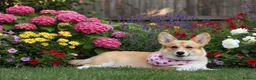 Welsh Corgi Pembroke dogs for sale: Show quality Pembrokeshire corgi - Advert 1