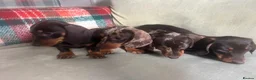 Miniature Dachshund dogs for sale: 4 miniature dachshunds - Advert 27