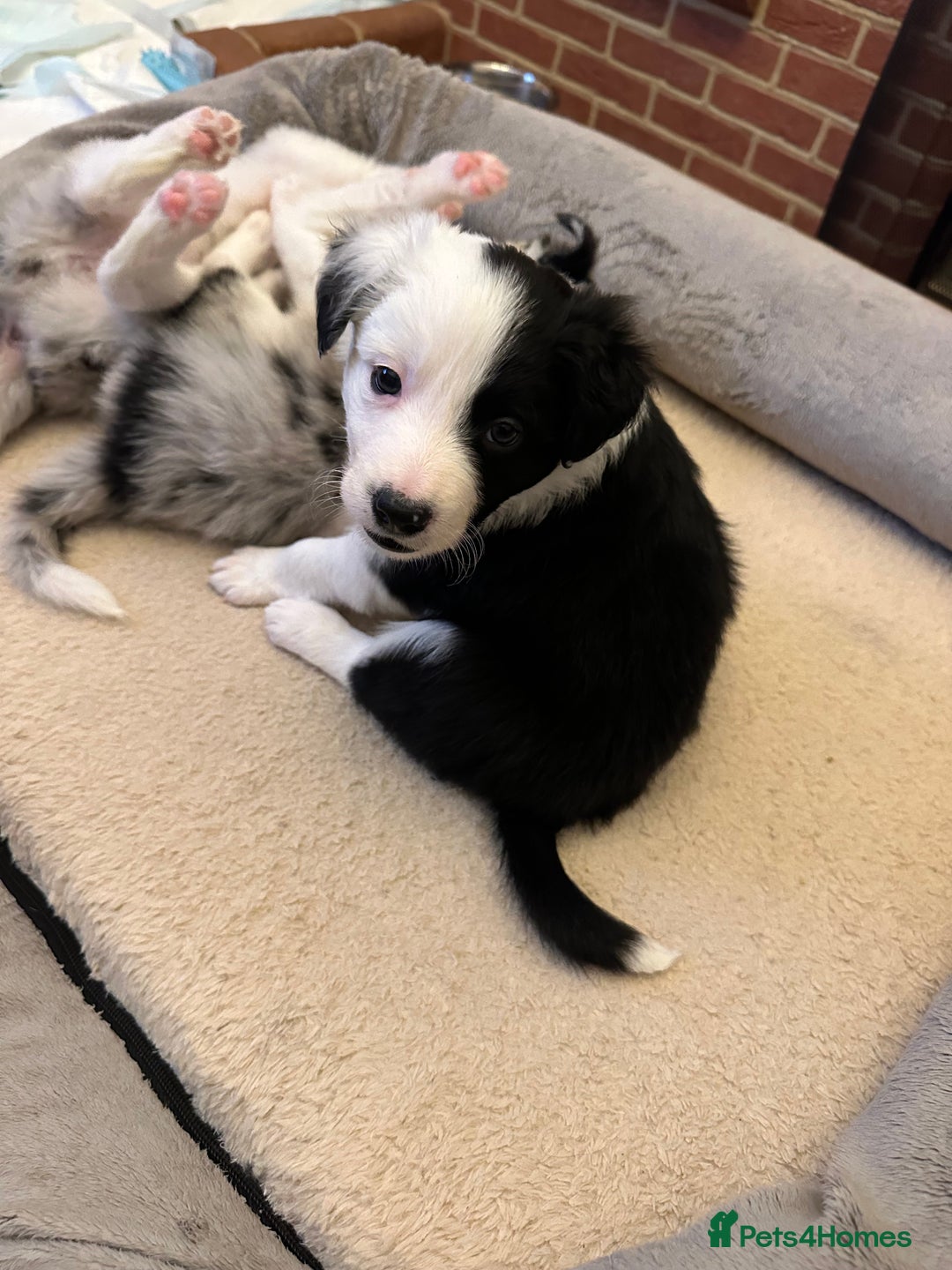 Border Collie dogs for sale: Beautiful litter of 8 border collies puppies - Advert 19