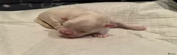 Maltese dogs for sale: Beautiful Maltese Puppies ⭐️Over 5 GENERATIONS⭐️ - Advert 28
