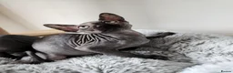 Sphynx cats for sale: Have 3 beautiful Canadian Sphynx - Advert 4