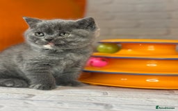 British Shorthair cats for sale: Beautiful British Shorthair Kittens – ReadyOctober - Image 3