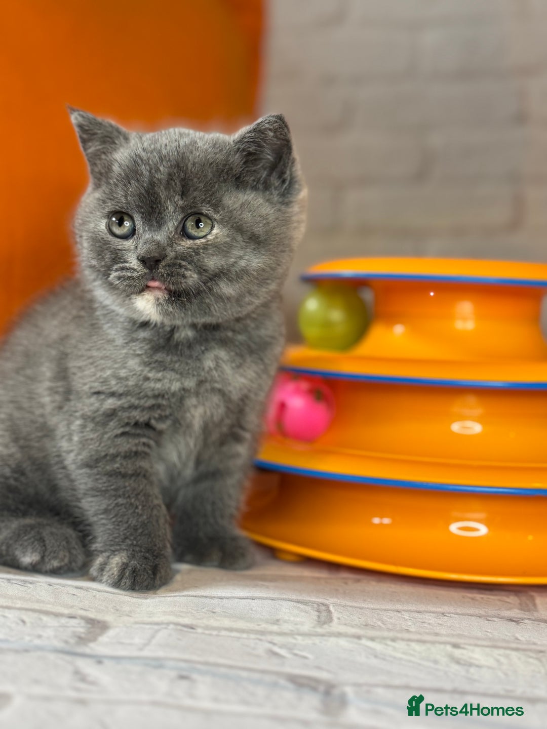 British Shorthair cats for sale: Beautiful British Shorthair Kittens – ReadyOctober - Image 3