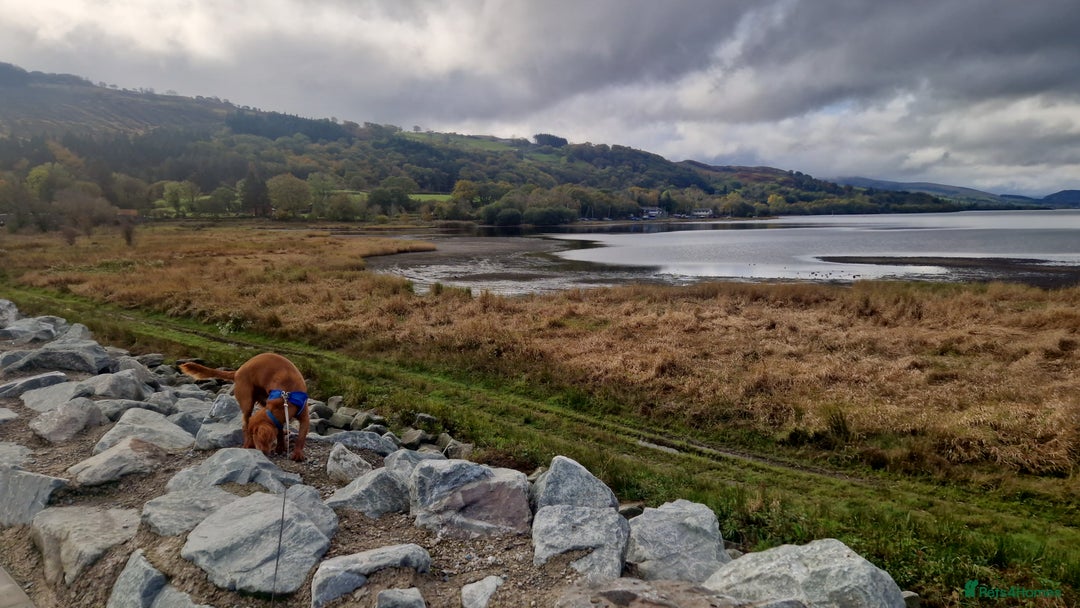 Cocker Spaniel dogs for sale: Milo 9 month old male cocker spaniel - Advert 3
