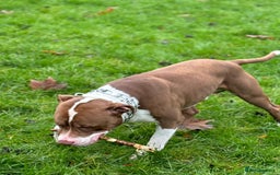 Mixed Breed dogs for sale: Chowbull pups for sale - Image 8