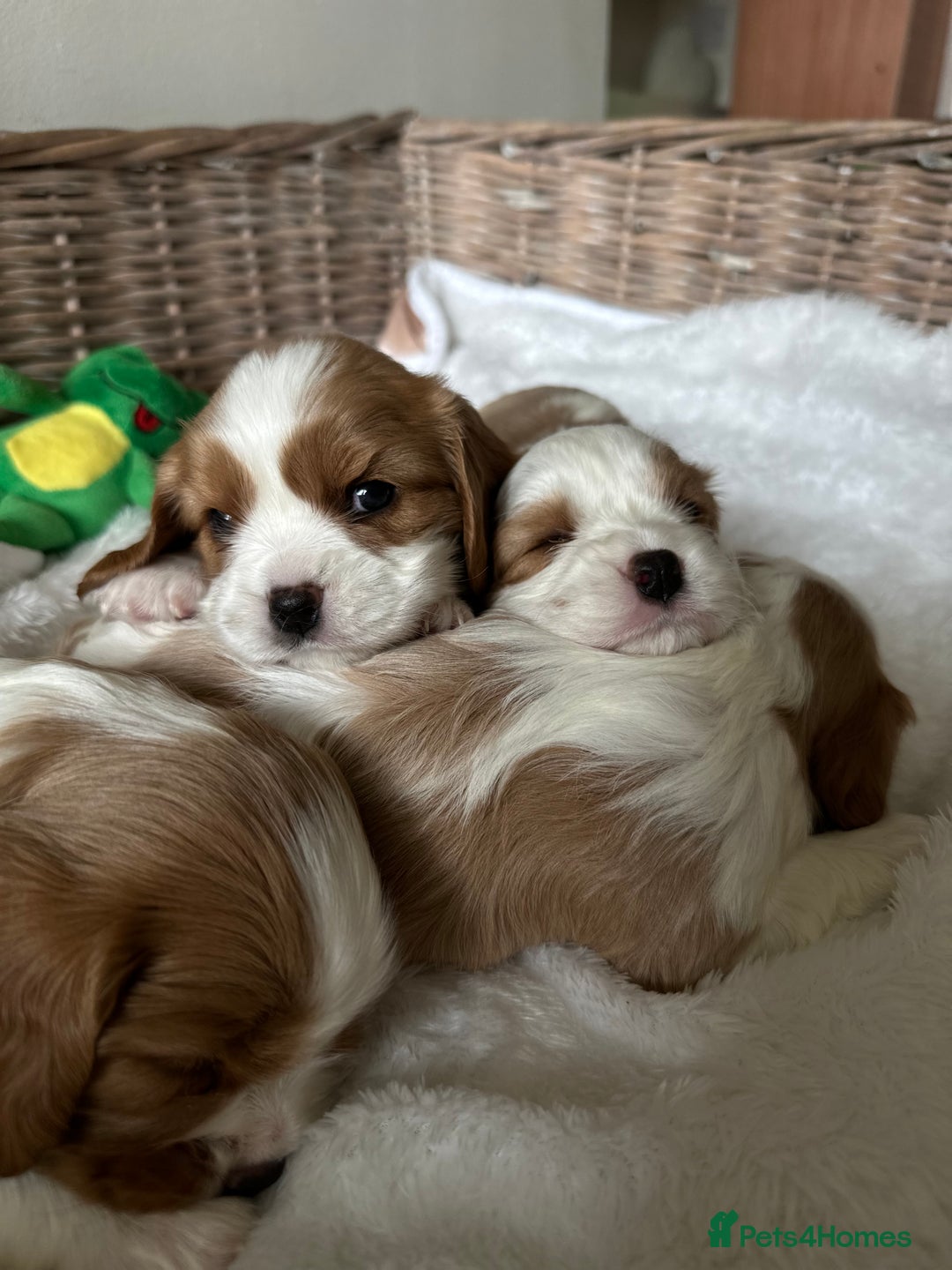 Cavalier King Charles Spaniel dogs for sale: Cavalier King Charles puppies  - Image 7