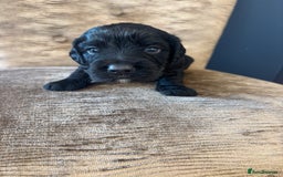 Cocker Spaniel dogs for sale: Beautiful working cocker boy - Image 3