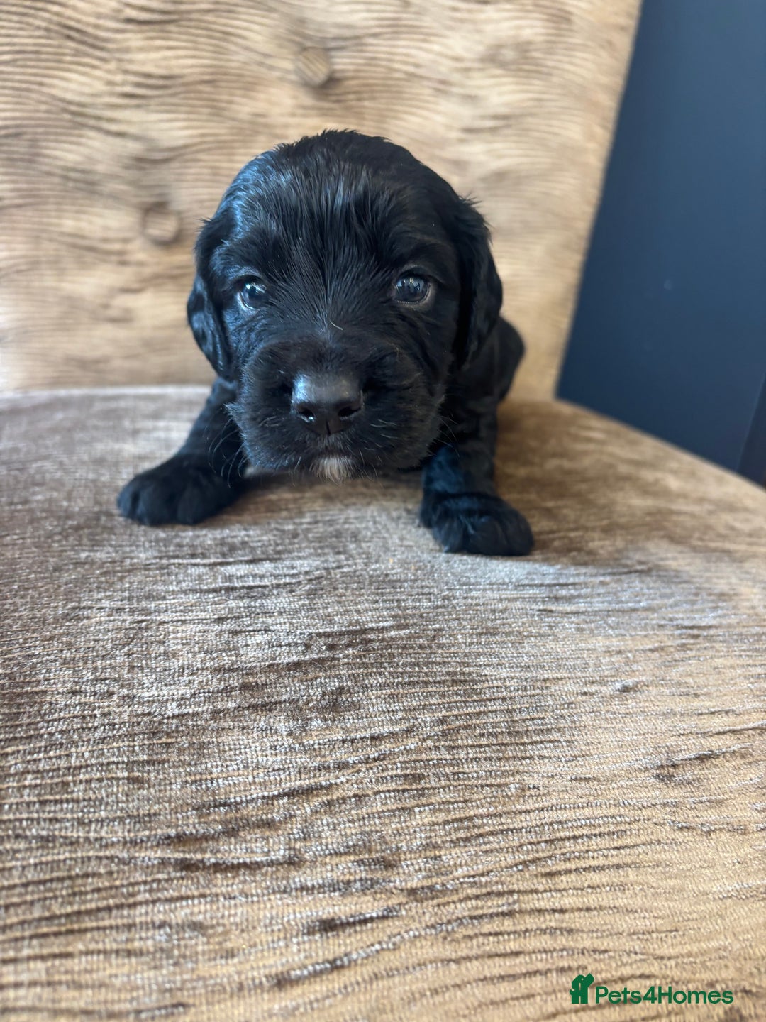 Cocker Spaniel dogs for sale: Beautiful working cocker boy - Image 3