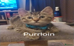 British Shorthair cats for sale: Silver Tabby Kittens  - Image 4