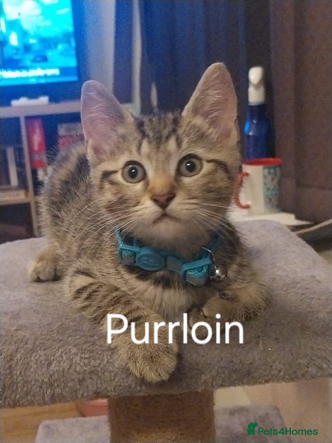 British Shorthair cats for sale: Silver Tabby Kittens  - Image 4