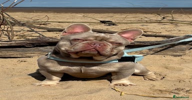 French Bulldog dogs - Advert 13