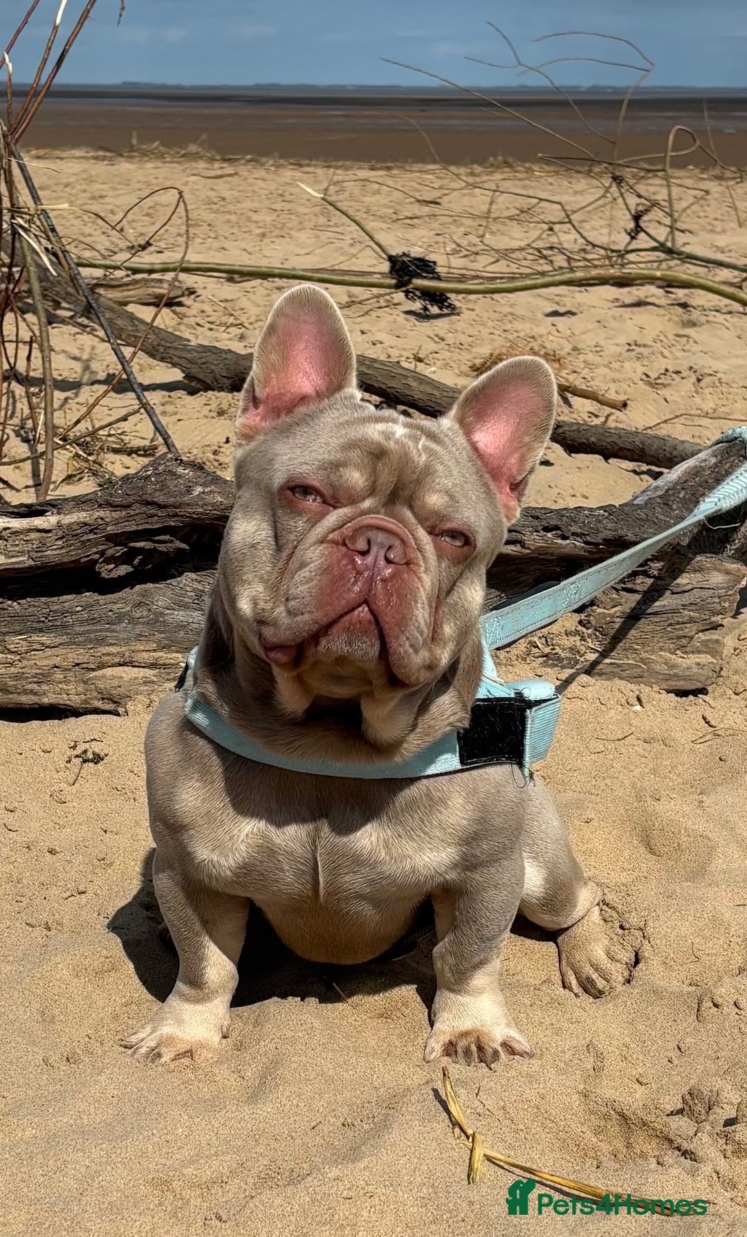 French Bulldog dogs for stud: Stocky New shade Isabella and tan Stud  - Image 3