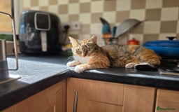 Mixed Breed cats for adoption: Hiyori & Ollie - beautiful pair - Image 16