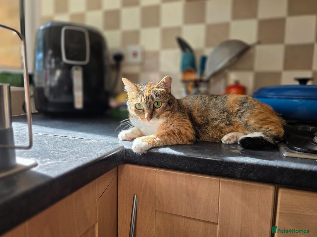 Mixed Breed cats for adoption: Hiyori & Ollie - beautiful pair - Image 16