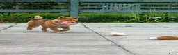 Japanese Shiba Inu dogs for sale: Pets home for stunning keeper girl  - Advert 8