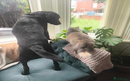Labrador Retriever dogs for sale: Looking for a Loving Home for Dark - Image 4