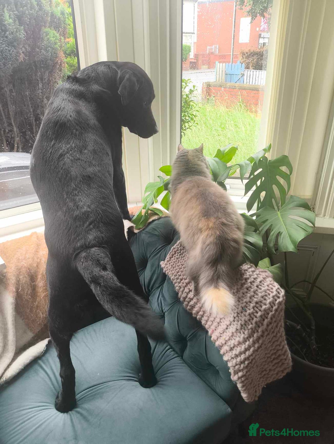 Labrador Retriever dogs for sale: Looking for a Loving Home for Dark - Image 4