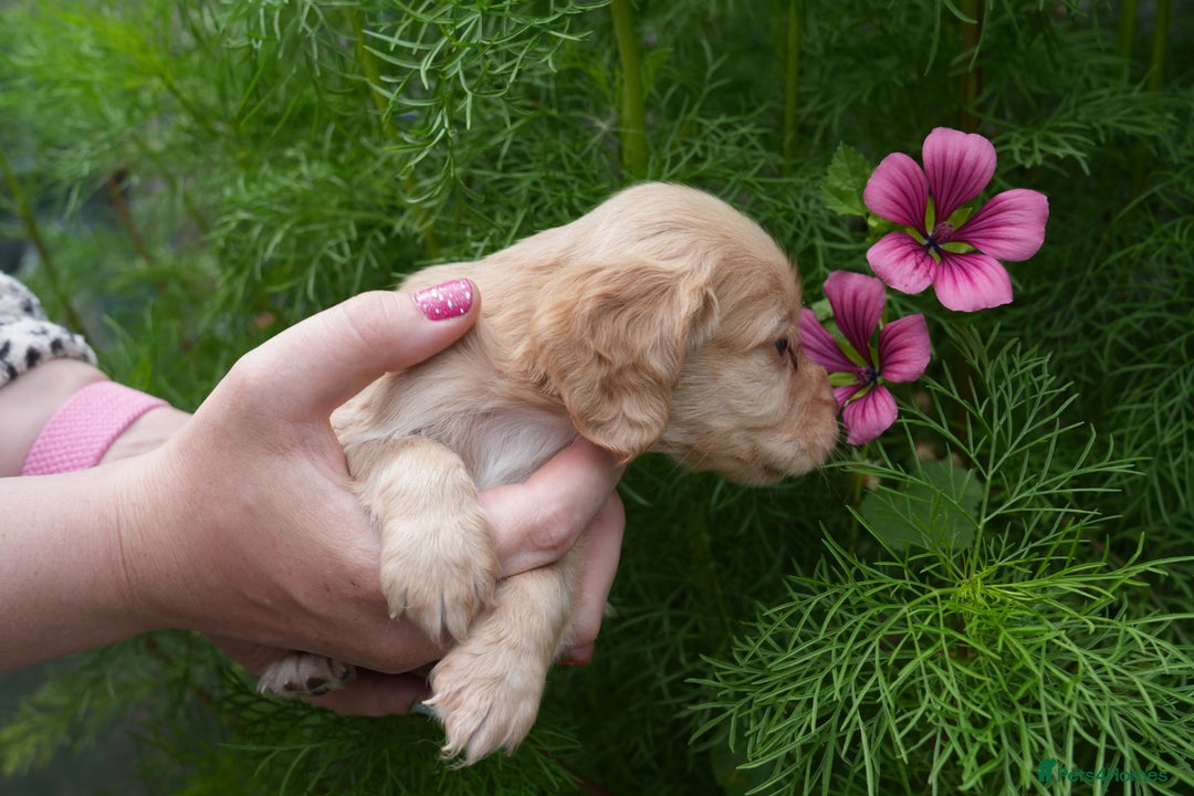 Cocker Spaniel dogs for sale: 4 male KC working cocker spaniel puppies - Image 21