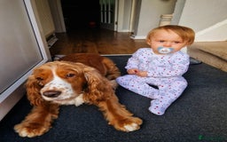 Cocker Spaniel dogs for sale: 6 year old female cocker spaniel  - Image 8