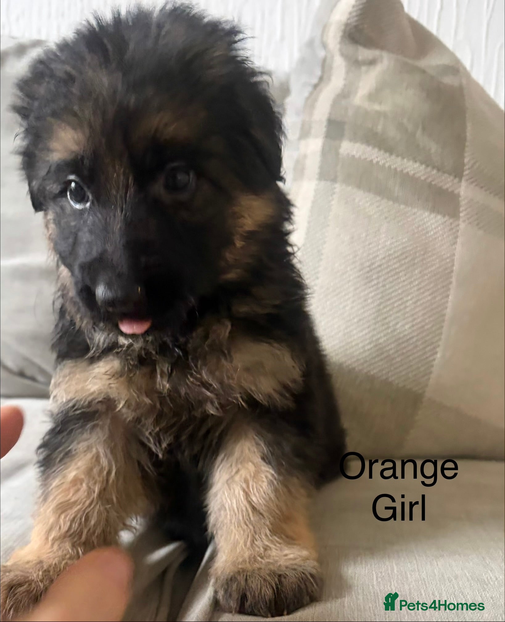 German Shepherd dogs  KC REGISTERED LONG-COAT GERMAN SHEPHERDS  - Advert 2