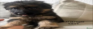 German Shepherd Puppy 7