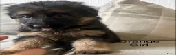 German Shepherd dogs for sale:  KC REGISTERED LONG-COAT GERMAN SHEPHERDS  - Advert 27