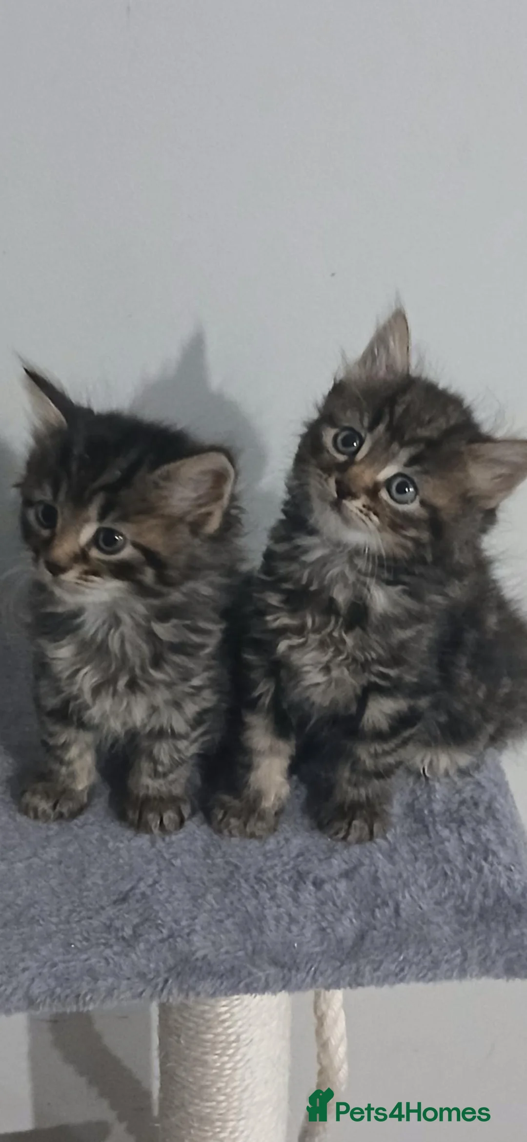 Mixed Breed cats for sale: Ready soon  in Andover - Advert 2