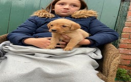 Labrador Retriever dogs for sale: Labrador puppies for sale 🐶 - Image 17