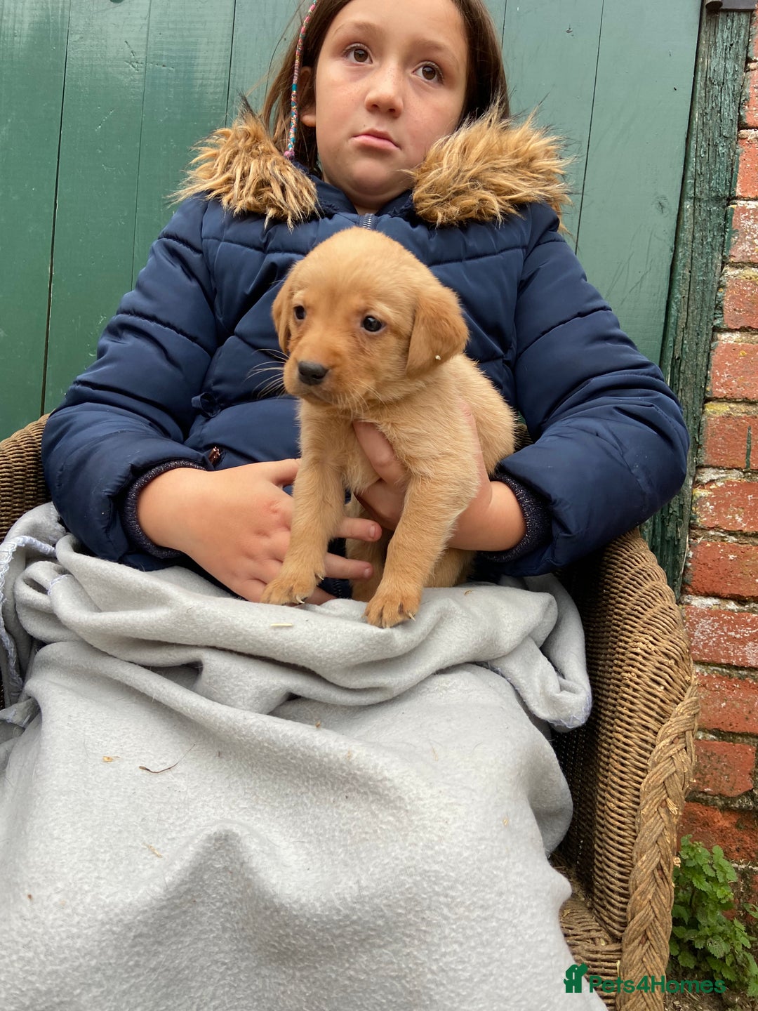 Labrador Retriever dogs for sale: Labrador puppies for sale 🐶 - Image 17