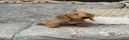 Miniature Dachshund dogs for sale: Miniature dachshund puppy - Advert 2