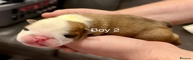 English Bulldog 2