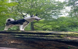Siberian Husky dogs for stud: Stunning Blue eye Sibrian Husky for Stud  in Liverpool - Image 11