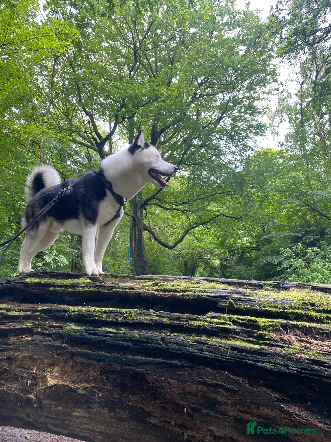 Siberian Husky dogs for stud: Stunning Blue eye Sibrian Husky for Stud (Proven) in Liverpool - Advert 11